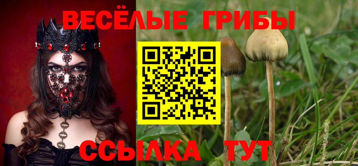 Псилоцибиновые грибы мицелий Отрадное